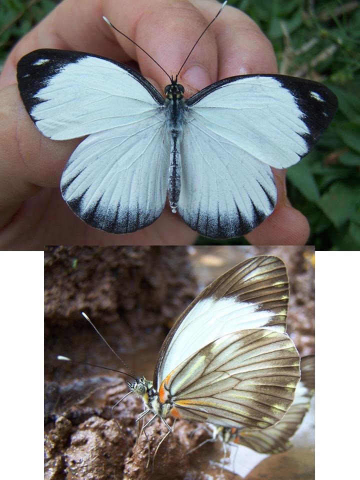 FIGURE 6 FIGURE 6